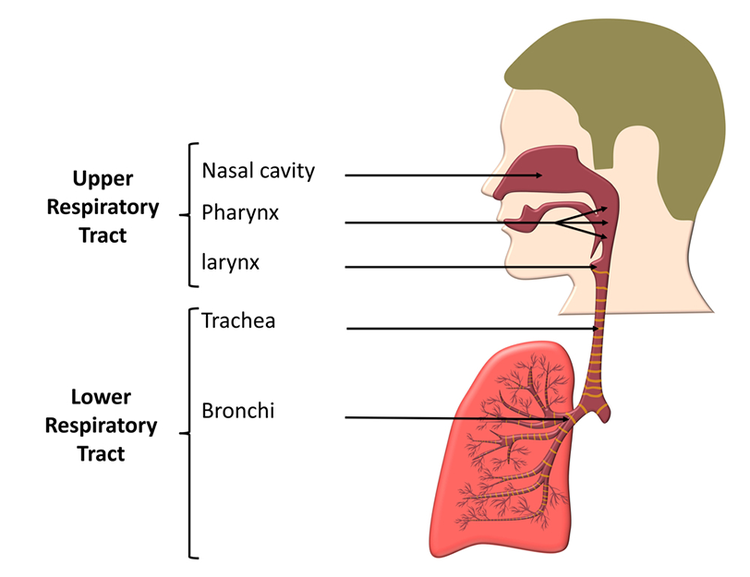 Pneumonia versus upper respiratory tract infection